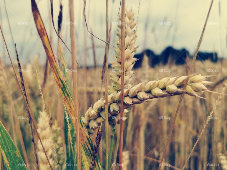 the golden field of wheat