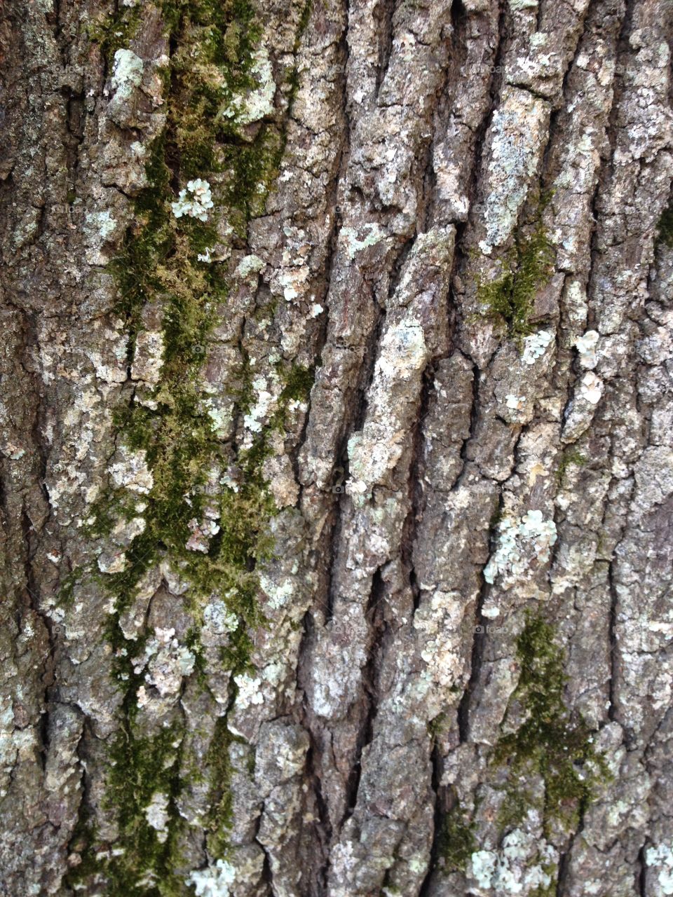 Tree bark