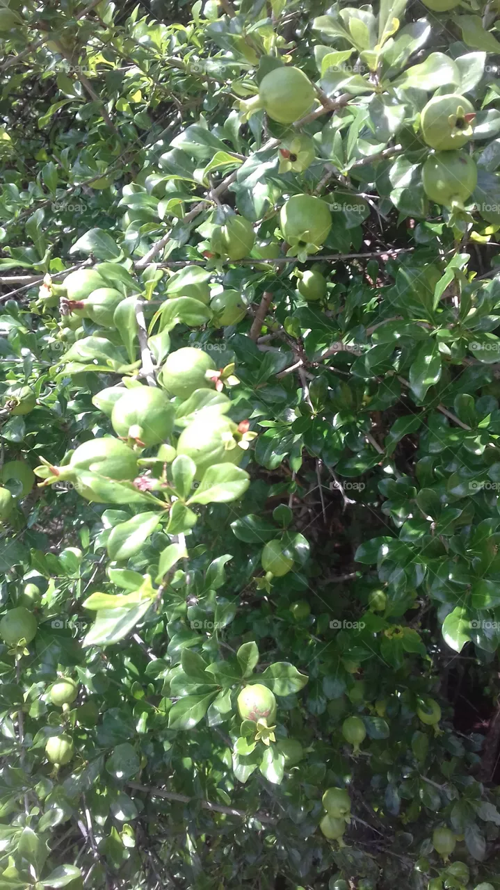 nature