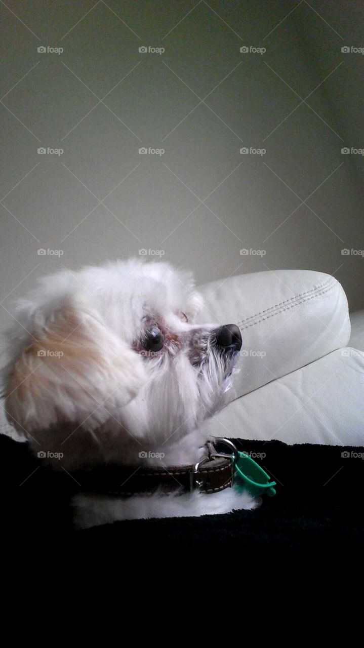 Maltese x Chiuahua Toy Dog Fluffy