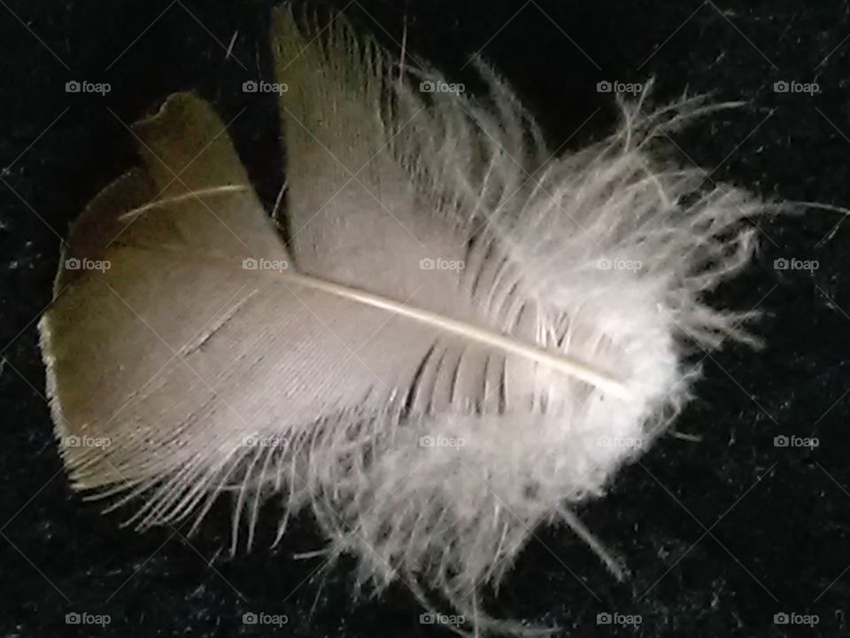 Billowy feather