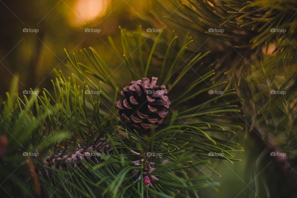 Fir cones on tree branch.

Close up of evergreen pine tree with pine cone.