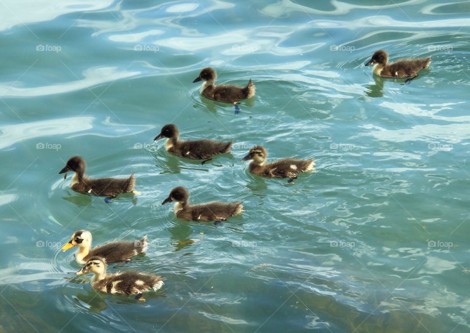 Ducklings