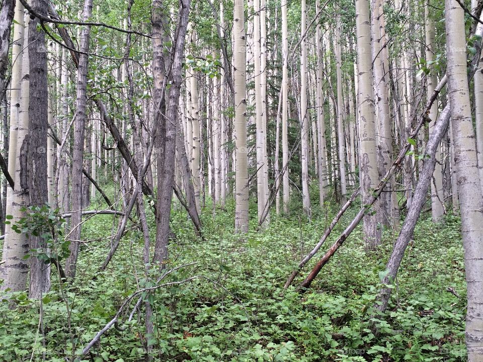 Aspen forest