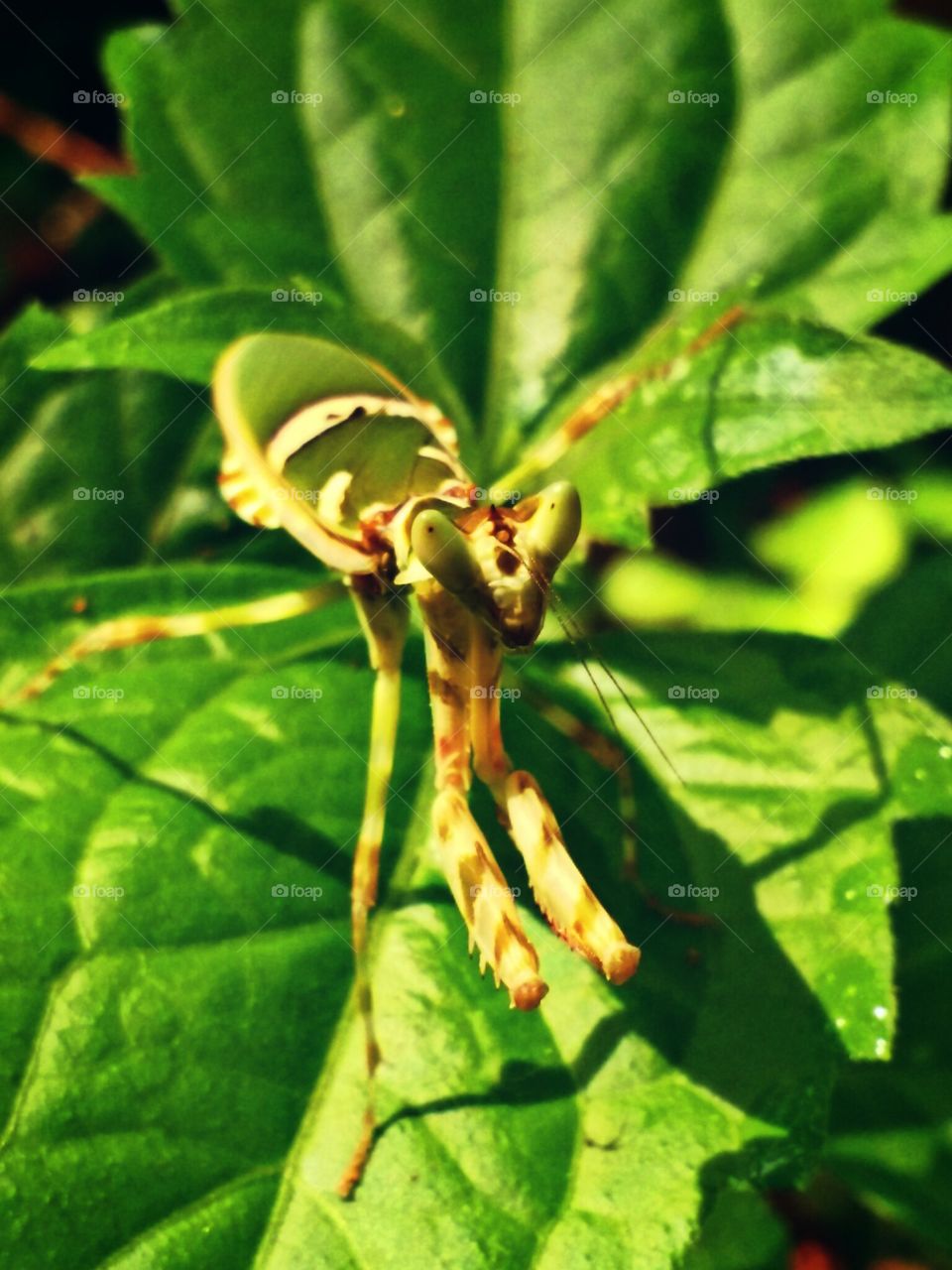 leaf insect