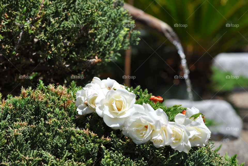 White roses flower crown