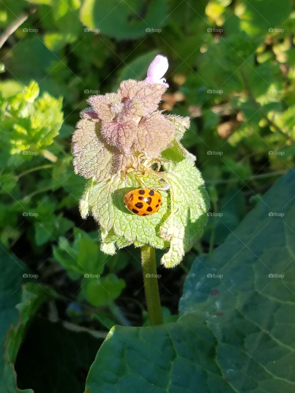 Ladybirds close-up