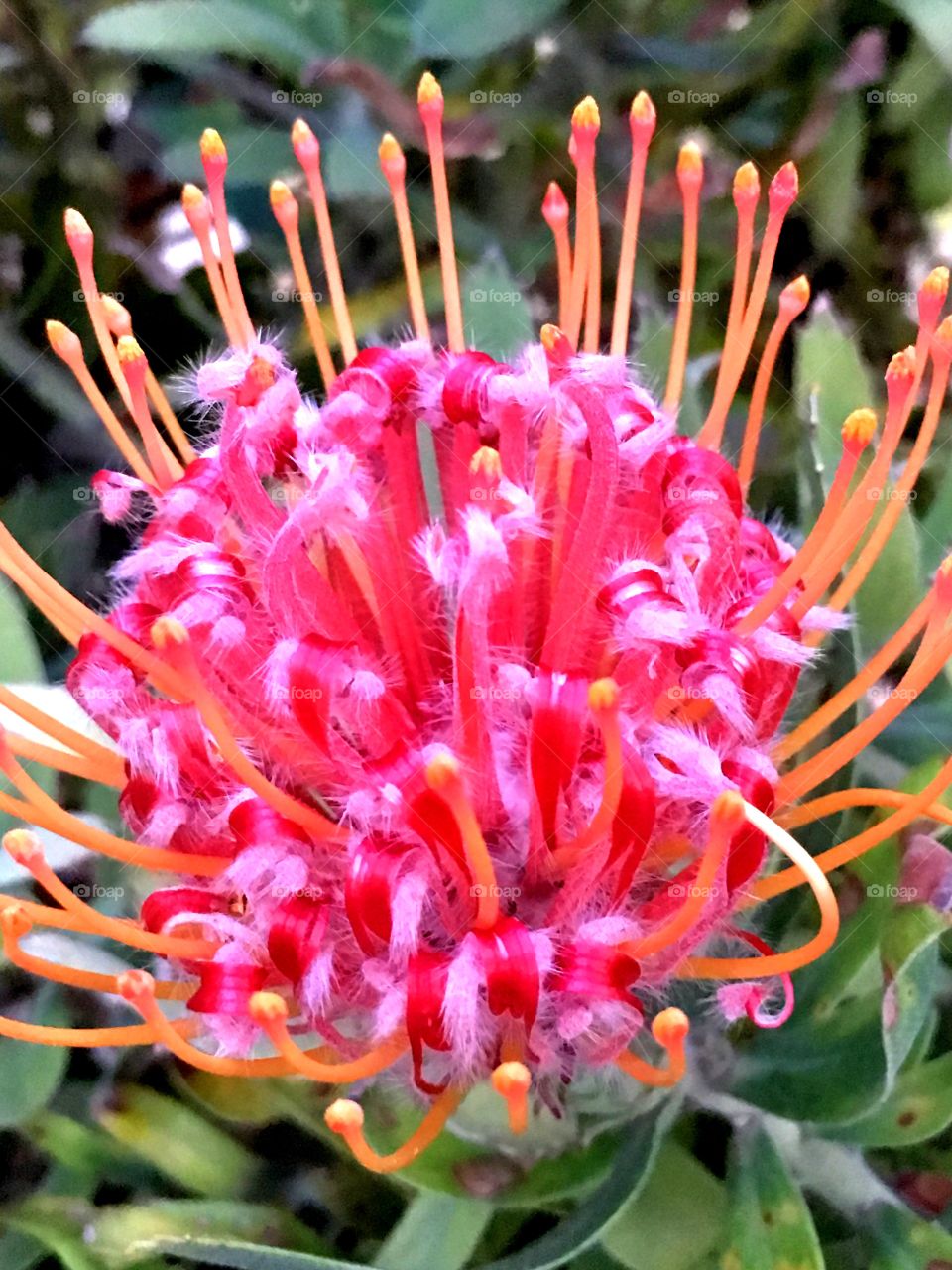 The Pincushion protea flower
