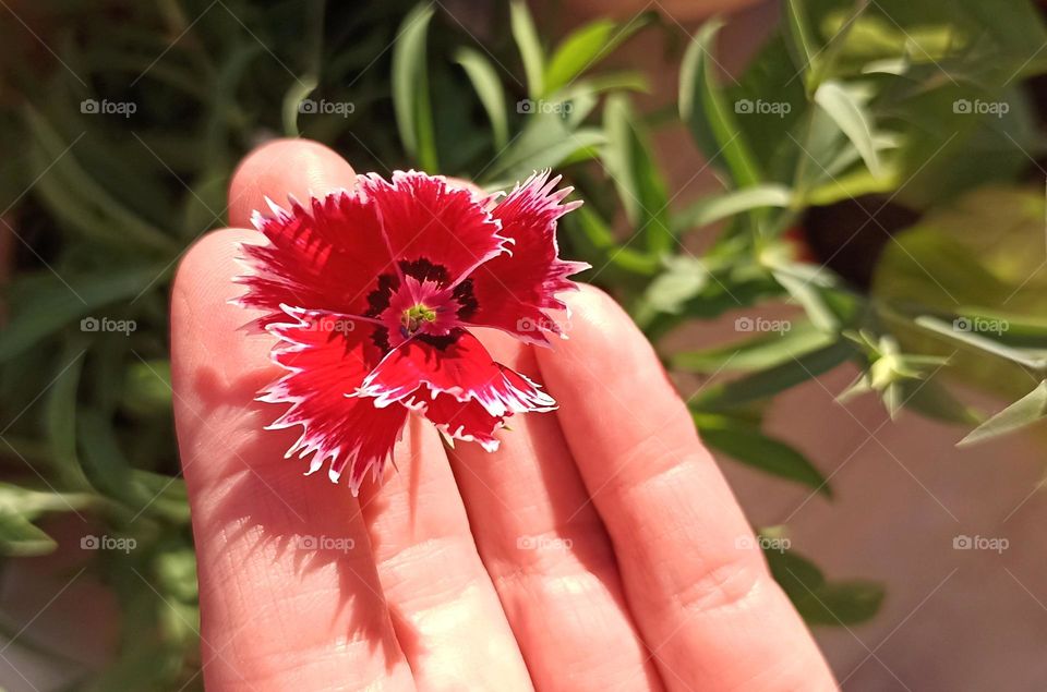 flower beautiful texture and female hand