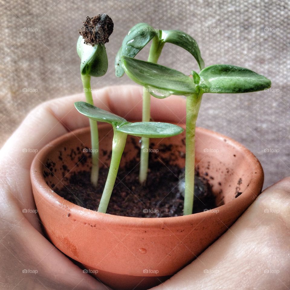 Handheld Garden