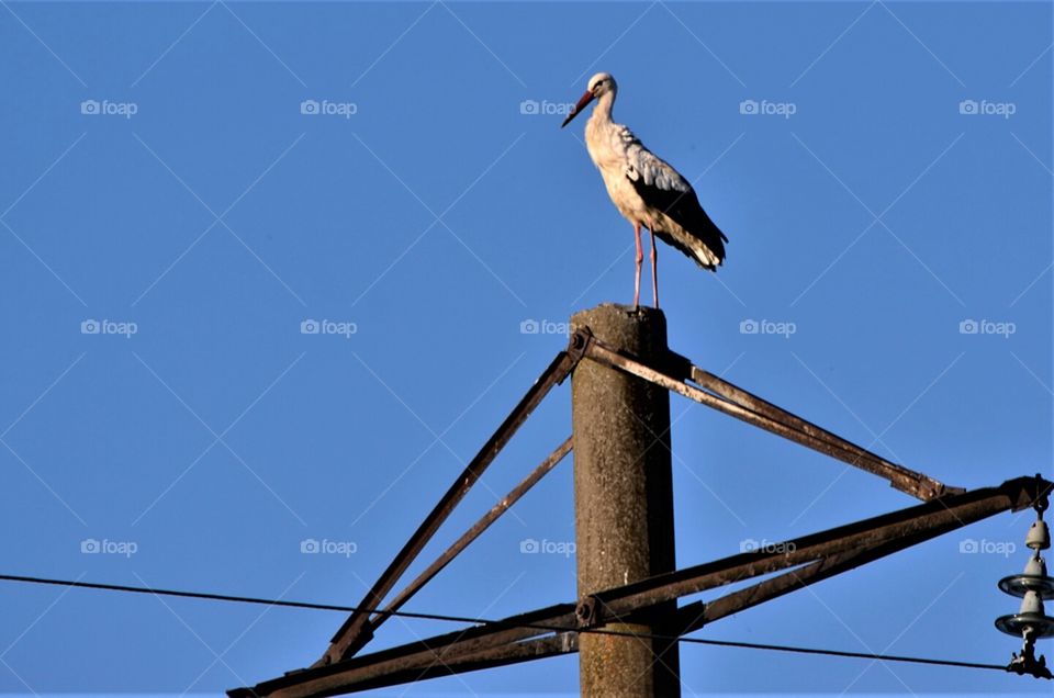 stork
