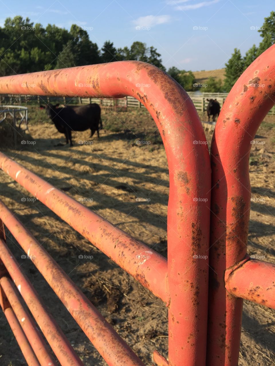 Red gate cow