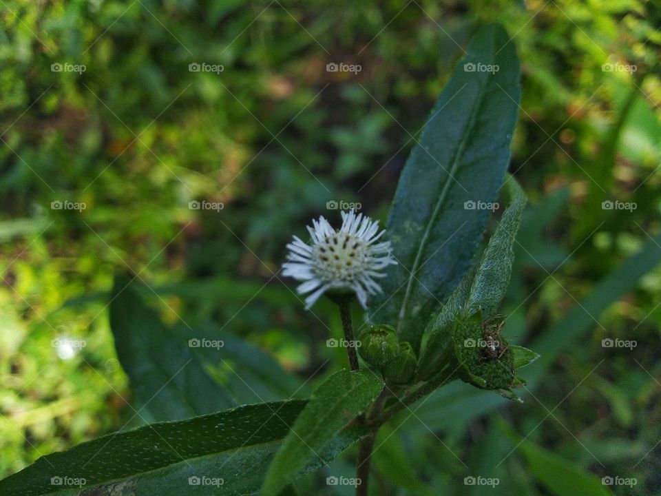 Flowers or Urang-aring plants are mostly found wild as weeds.