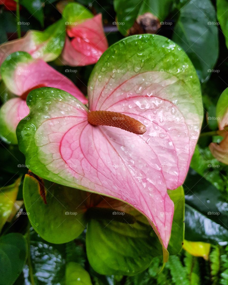 The blooming flowers