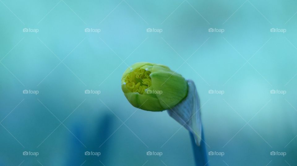 Yellow daffodil bud