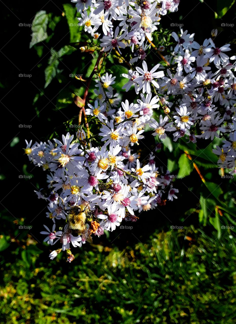Bee on small flowers