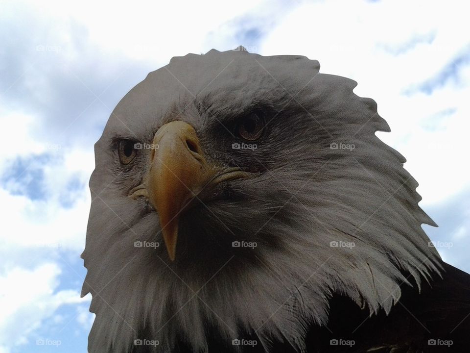 bald eagle
