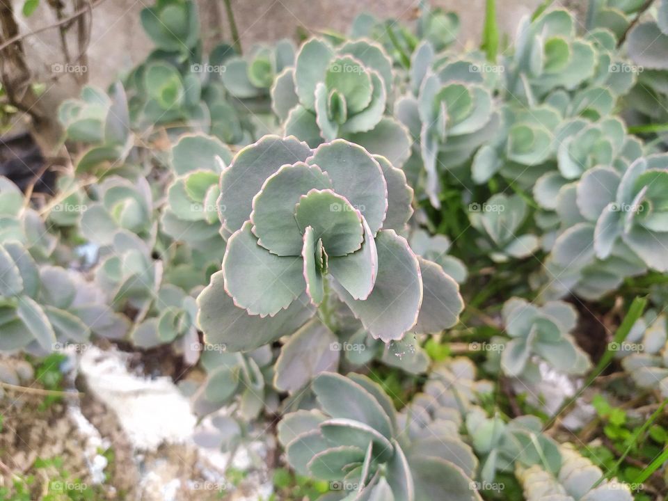 cutting edge flower plant that decorates our homes looking very good