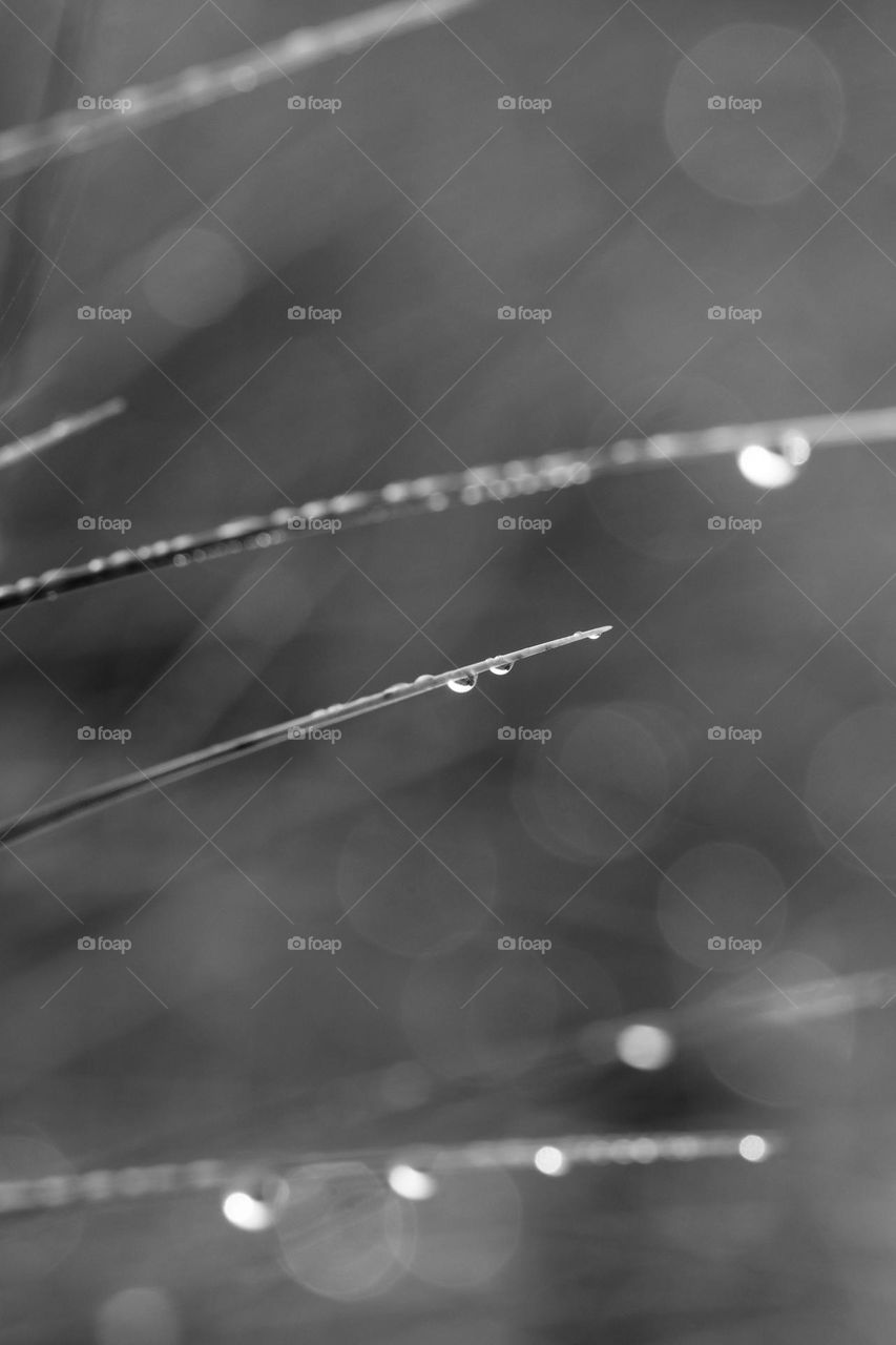 Black and white photo of water drop