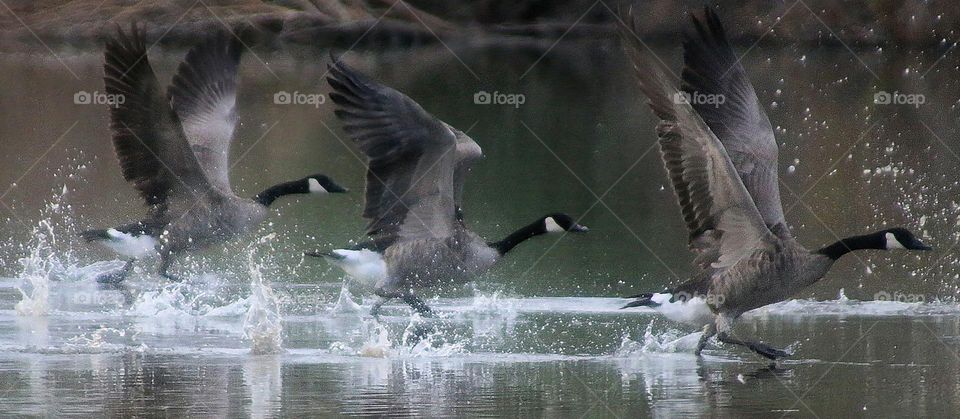 Three Canadian Geese Taking Off