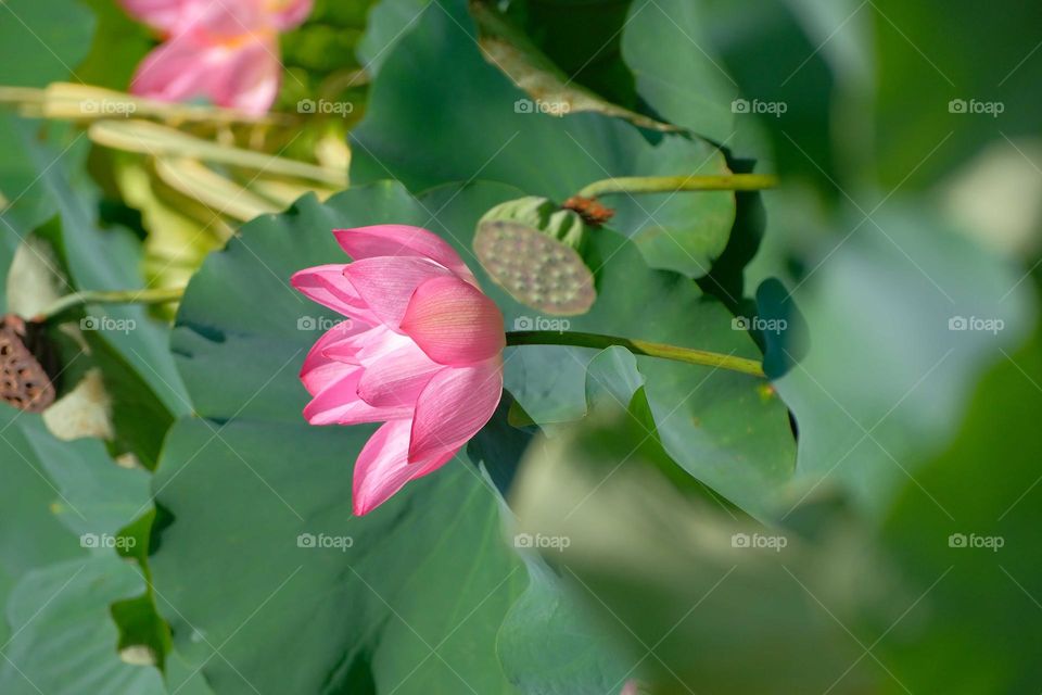 pink flower