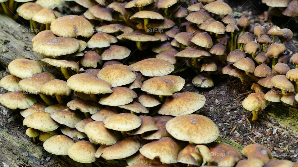 Mushrooms