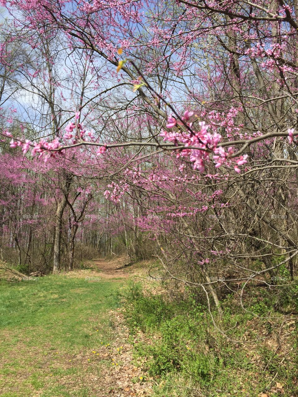 Spring buds. Hopewell National Historic Site, Hopewell PA