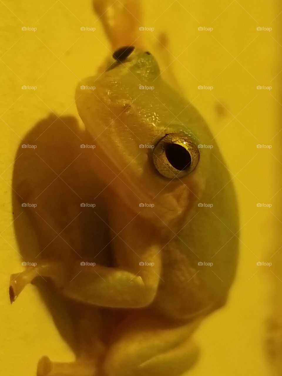 frog