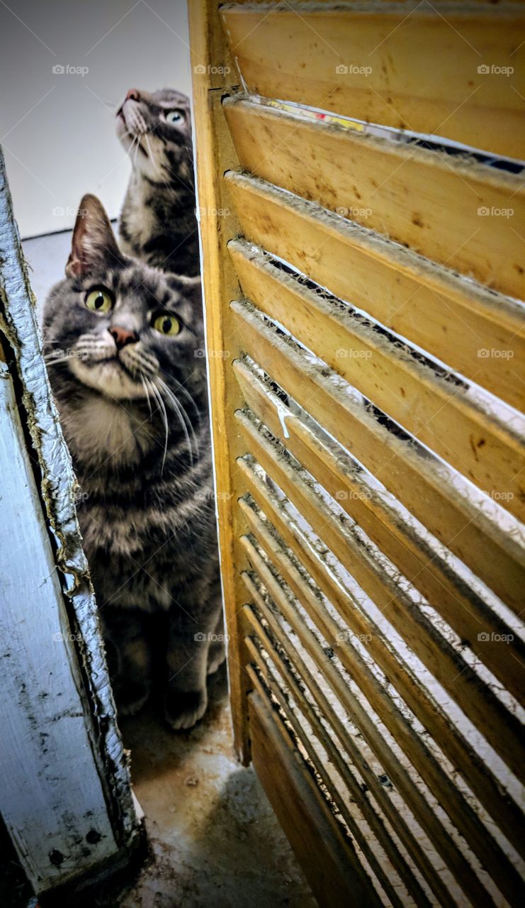 Sneaky Cats In The Basement