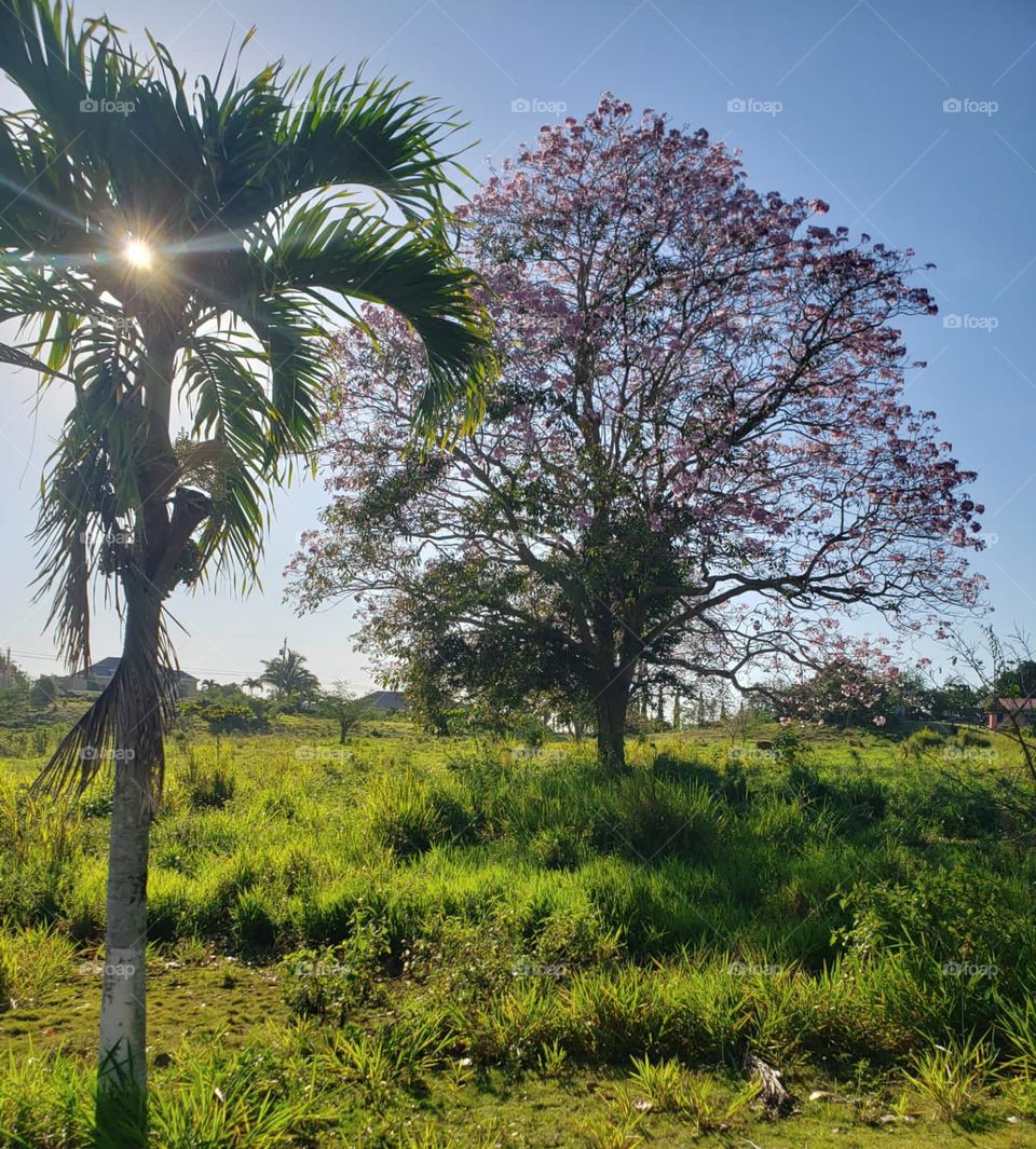 Just as how the sun is bursting through the palm tree, you can push through with your awesome