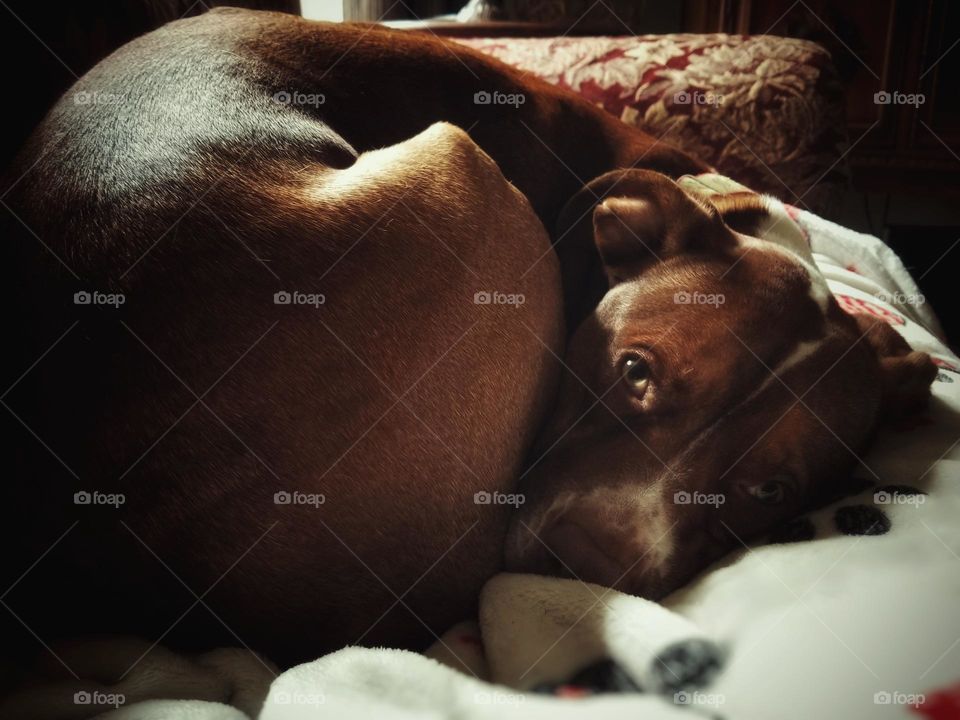 Sleepy Girl...When Olive Curls Up in a Ball I Know It's Her Bedtime 🐶