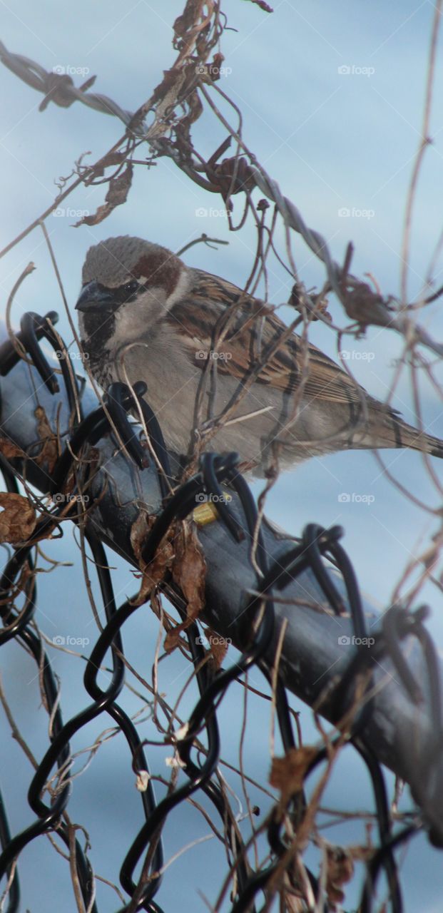Sparrow on chainlink fence