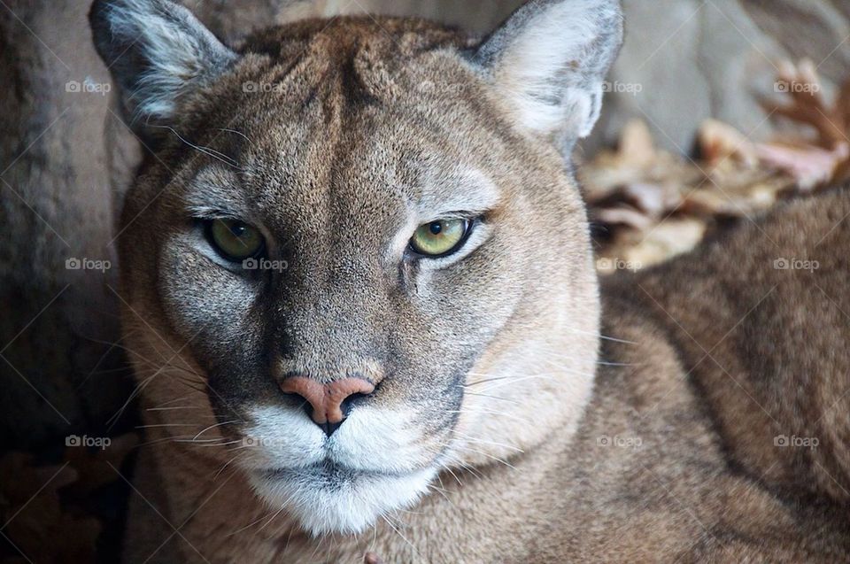 Mountain Lion