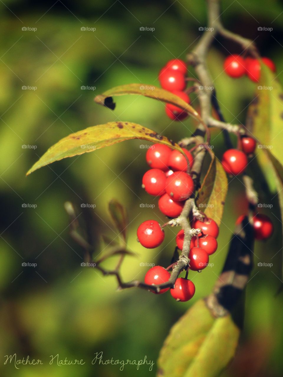Berries in the fall