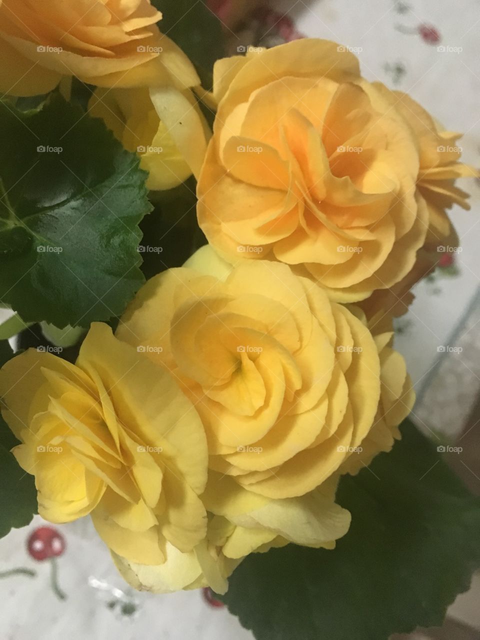 Flores bem bonitas! Aqui, begônias amarelas embelezando nossa postagem. Como não achar suas pétalas bonitas?