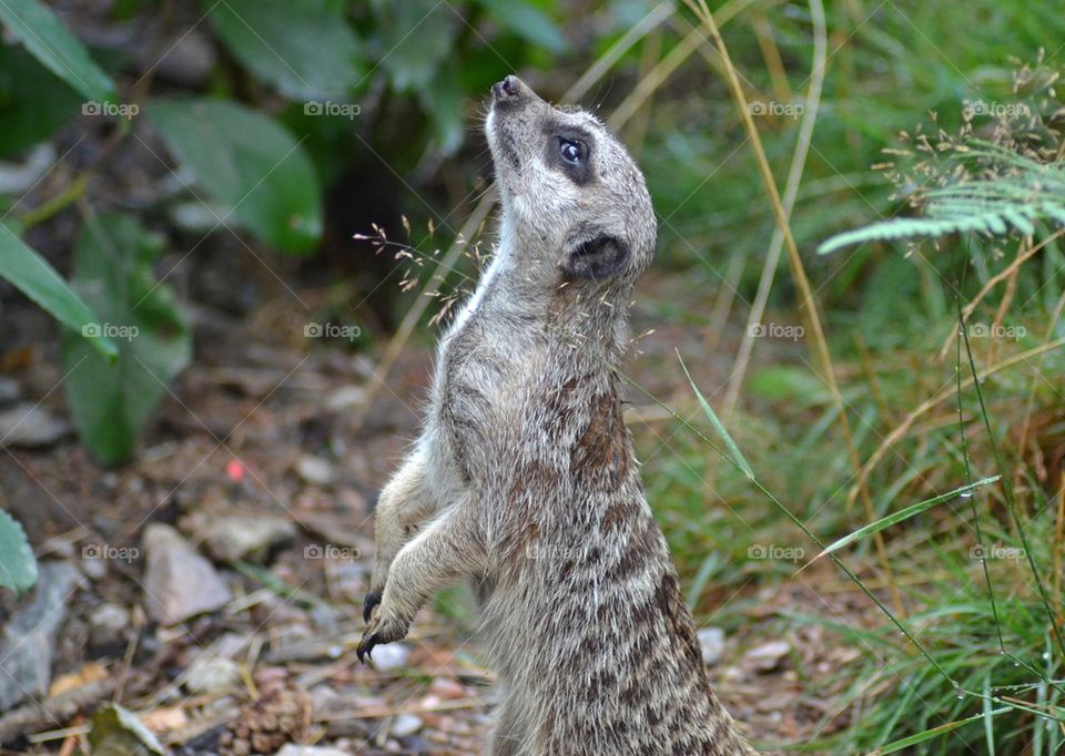 Meerkat