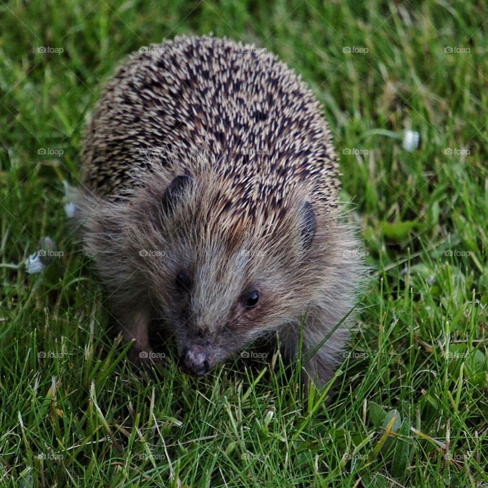 Wildlife in my garden