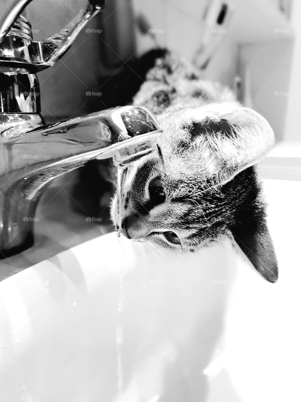 cat drinking at the tap