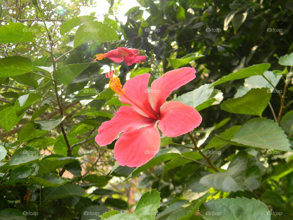 Stages of blooming of this beautiful Hibiscus.🌺🤩 I just love this shot of mine.📸