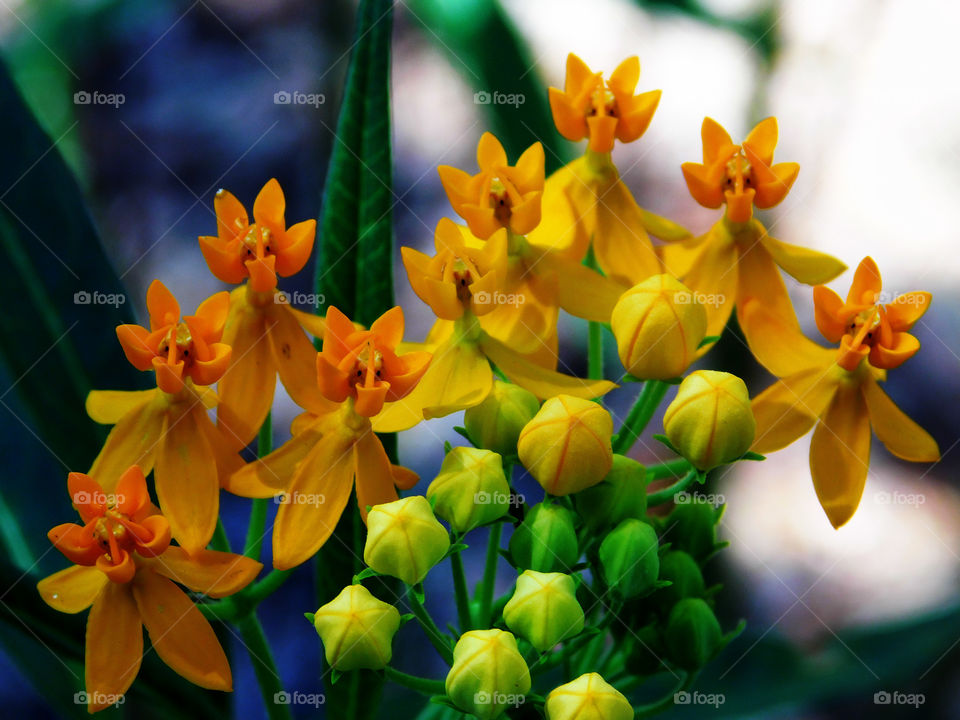 Radiant yellow milkweed flowers