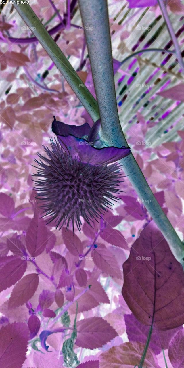 Métel_Datura innoxia