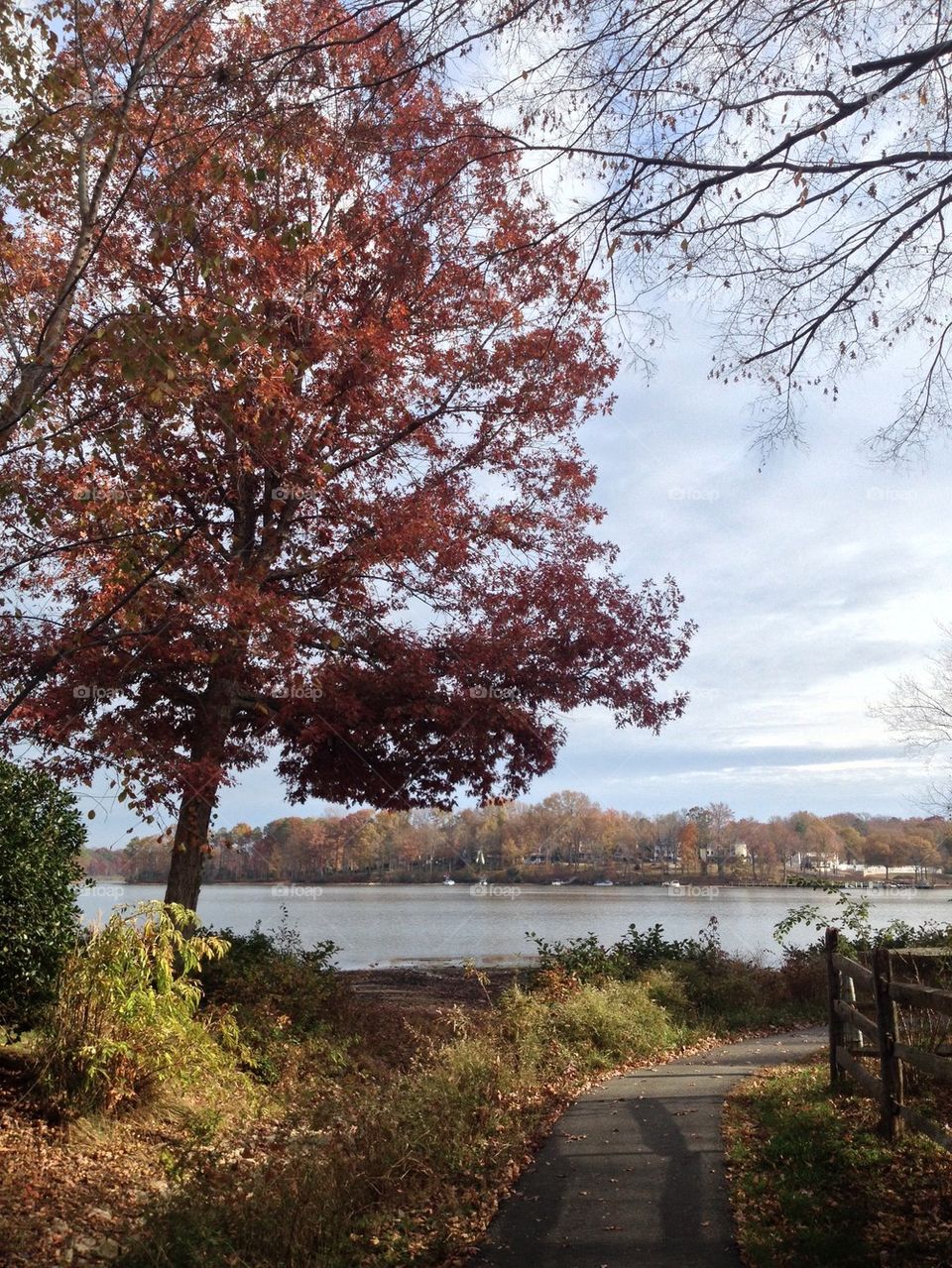 Lake tree