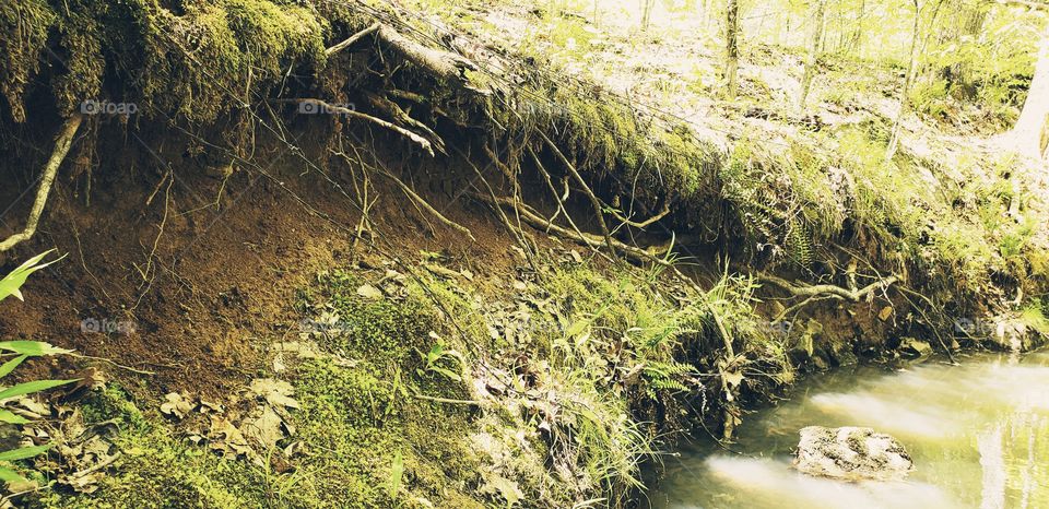 Moss on the creek bank.
