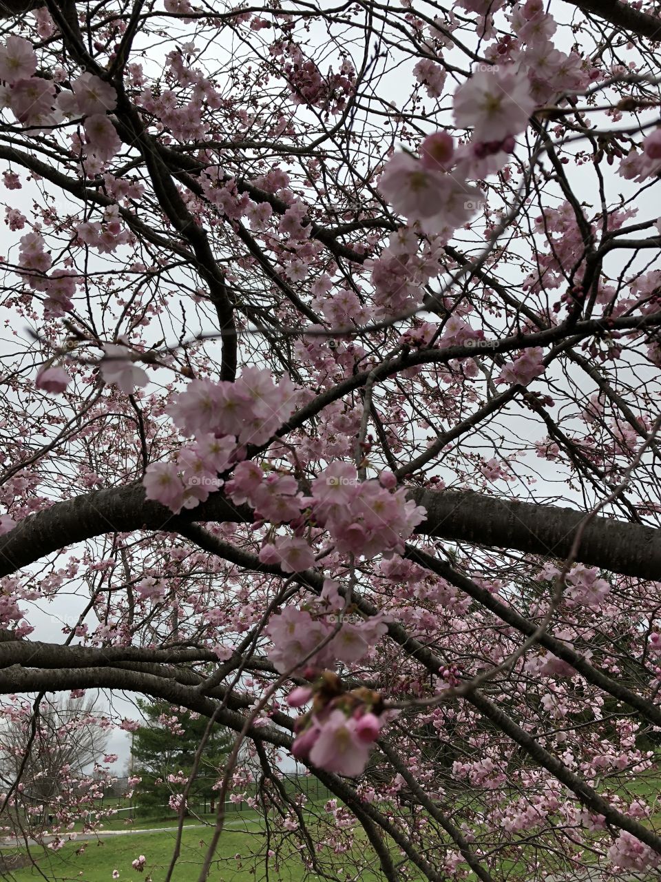 Some blossoming spring flowers on a rainy day in April. Picture taken at Colonial Park in New Jersey. 