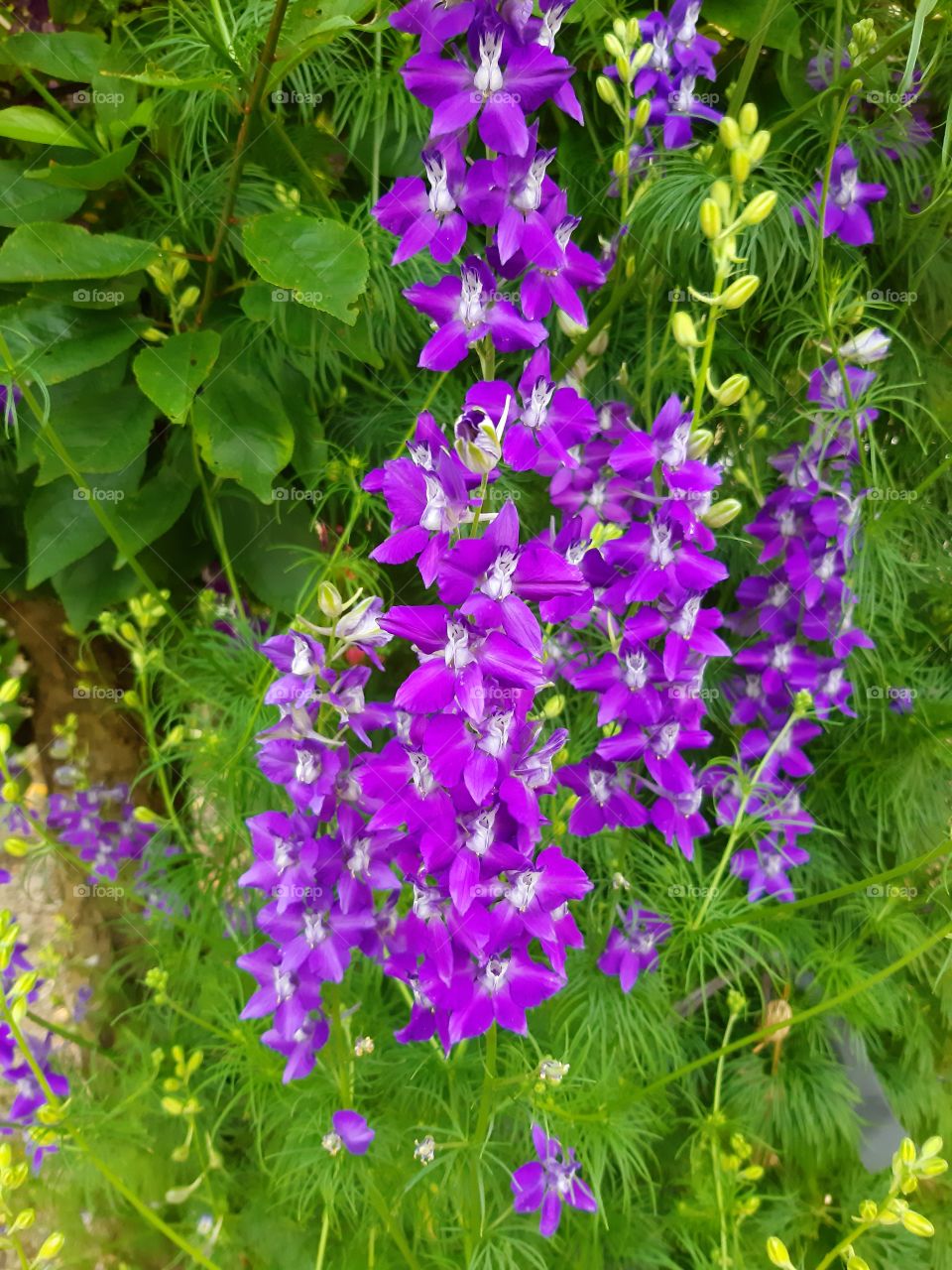 fucsia flowers