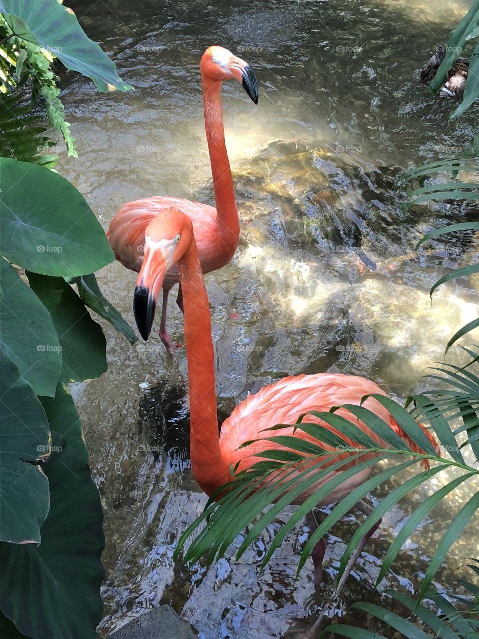 Flamingos are cool!