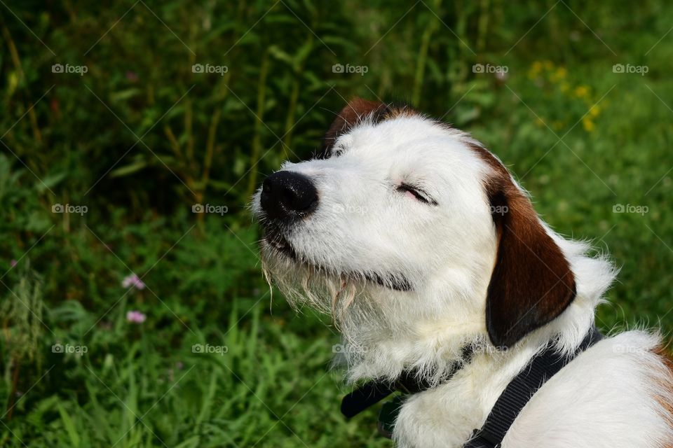 Cute dog and lush summer growth at nature park