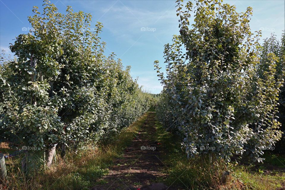 Apple orchard