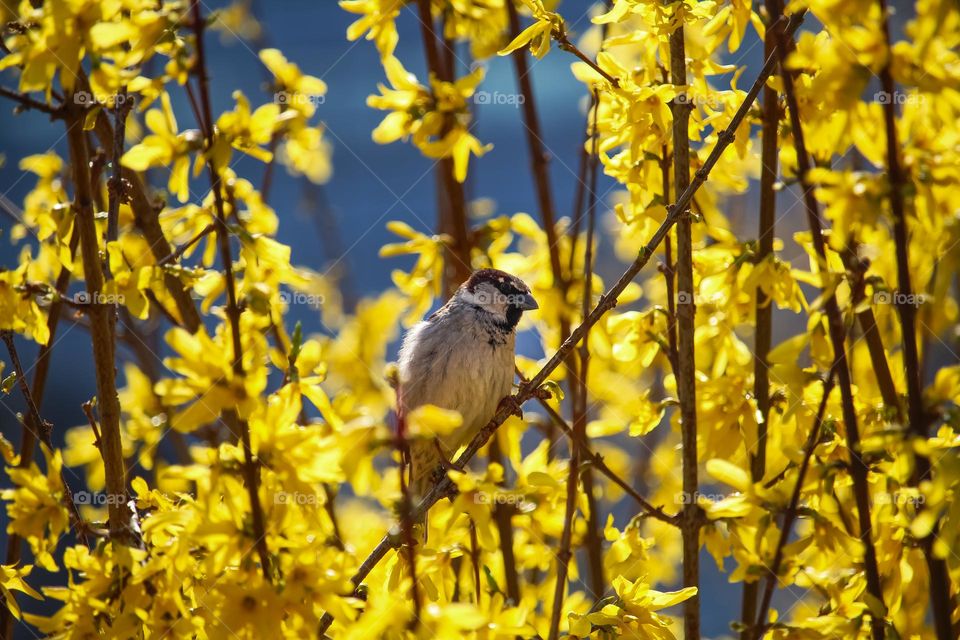 Sparrow at the yellow blooming tree