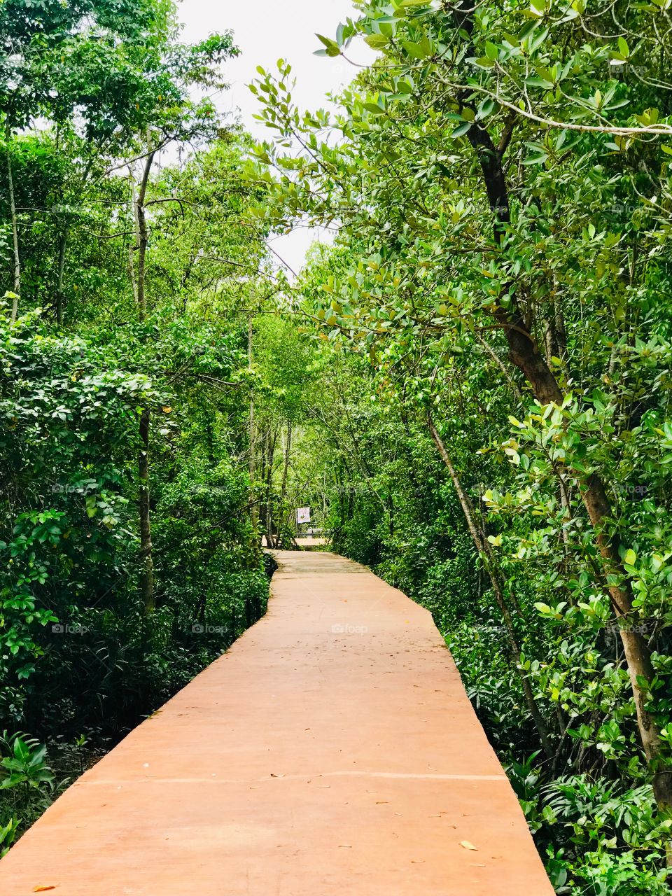 Nature, Trees, Path, Thailand